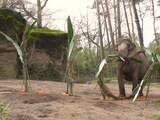 Burgers' Zoo bestaat 110 jaar en trakteert olifanten op wat lekkers