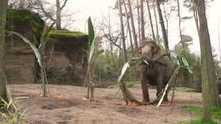 Burgers' Zoo bestaat 110 jaar en trakteert olifanten op wat lekkers