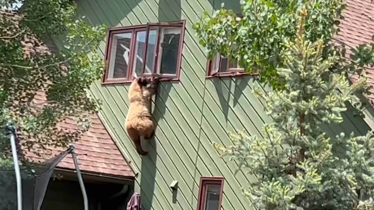 Amerikaan filmt beer die uit bovenraam van huis wil klimmen NU.nl