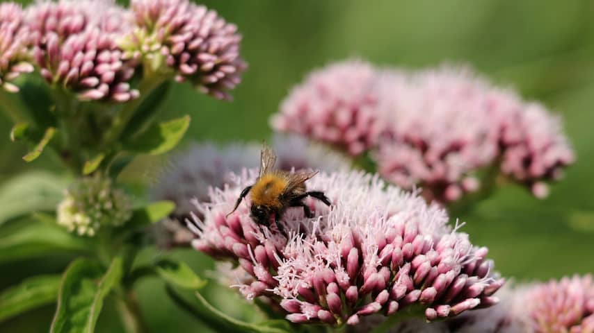 'Nederlanders maken zich zorgen over verdwijnen van insecten en vogels'