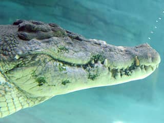 Australische deelstaat vreest krokodillen door overstromingen