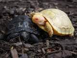 Zeldzame albinogalapagosreuzenschildpad geboren in Zwitserse dierentuin