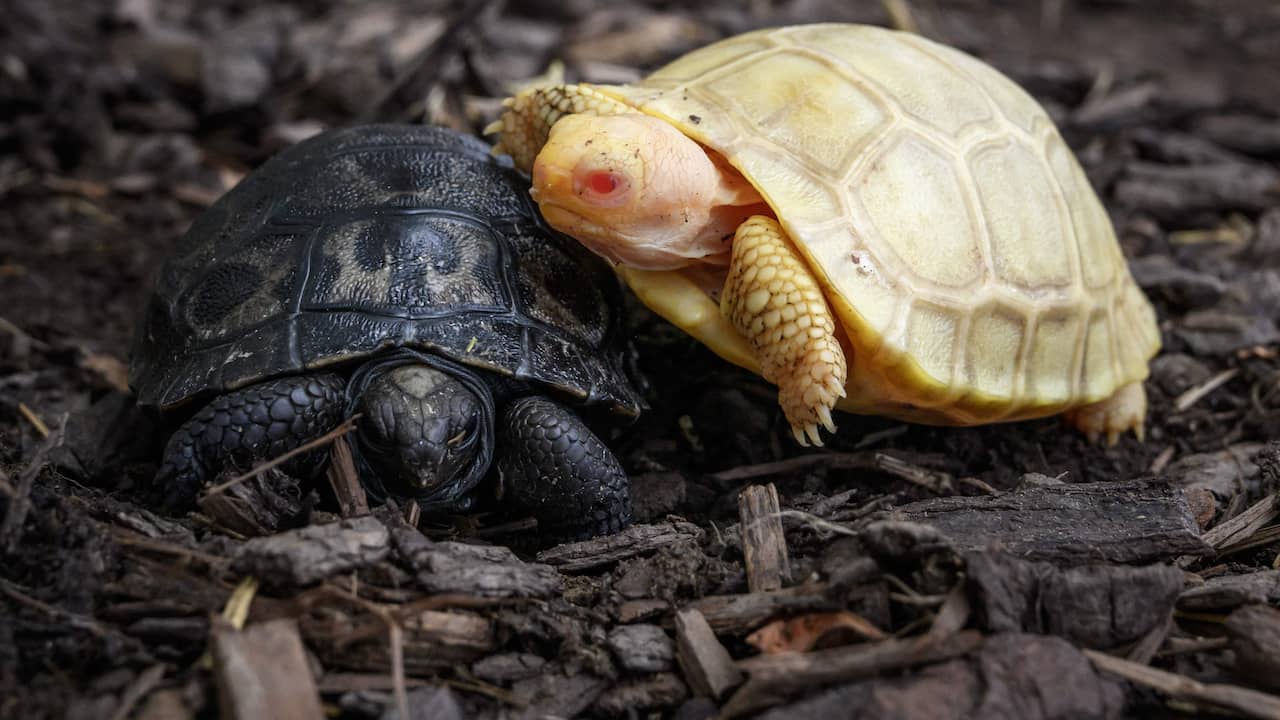 Rare albino Galapagos giant tortoise born in Swiss zoo |  animals