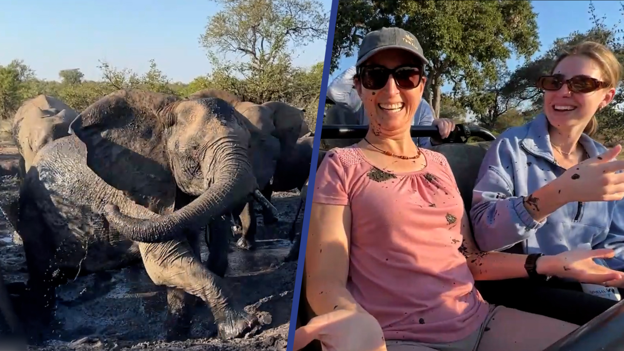 Beeld uit video: Toeristen krijgen modderdouche van olifanten in Zuid-Afrika