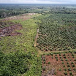 Europese palmolie-importeurs kunnen ontbossing nog niet uitsluiten