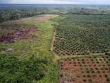 Europese palmolie-importeurs kunnen ontbossing nog niet uitsluiten