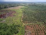 Nederlandse invoer palmolie na jaren weer toegenomen