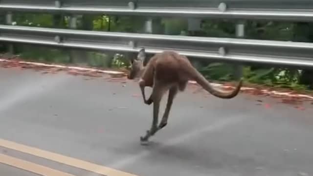 Ontsnapte kangoeroe vlucht over de openbare weg in Thailand