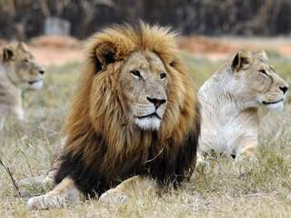 Groep stropers vermoedelijk opgegeten door leeuwen in Zuid-Afrika