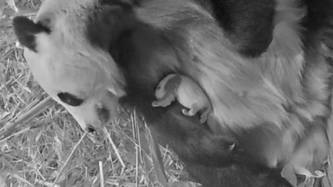 Beeld uit video: Ouwehands Dierenpark deelt nieuwe beelden van jonge reuzenpanda