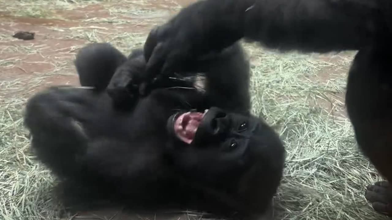 Beeld uit video: Moedergorilla kietelt jong dat lachend over grond rolt