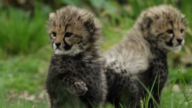 Cheetawelpjes voor het eerst gespot in buitenverblijf Beekse Bergen
