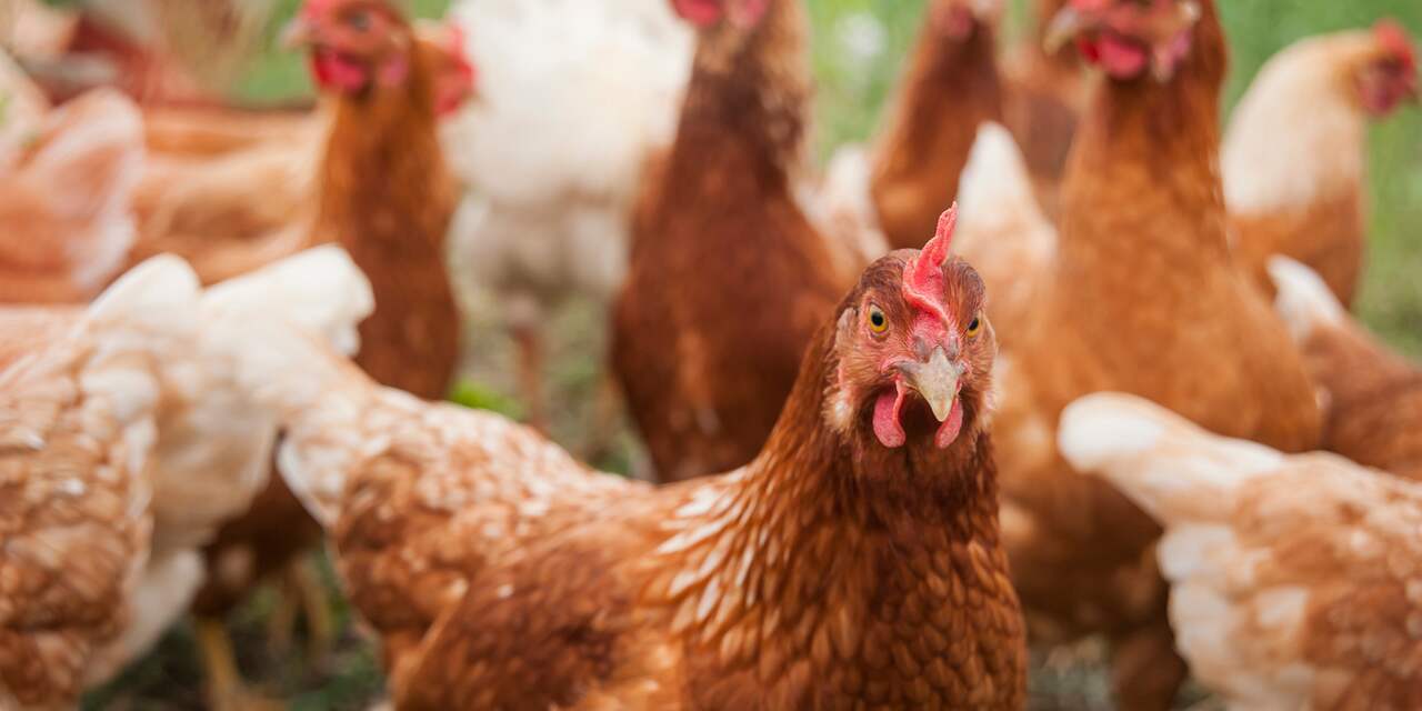 Vogelgriep terug in hart van pluimvee-industrie: bedrijf in Lunteren getroffen
