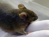 Zikavirus aangetroffen in traanvocht van muizen