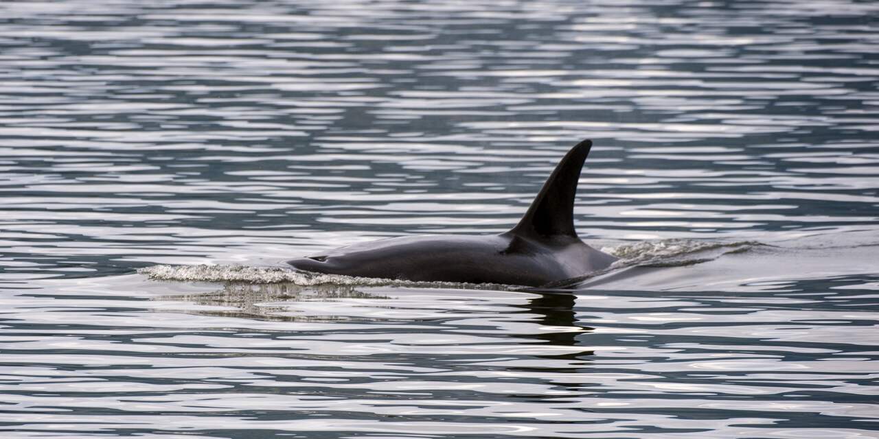 Verdwaalde zieke orka overleden ondanks reddingspoging in Seine