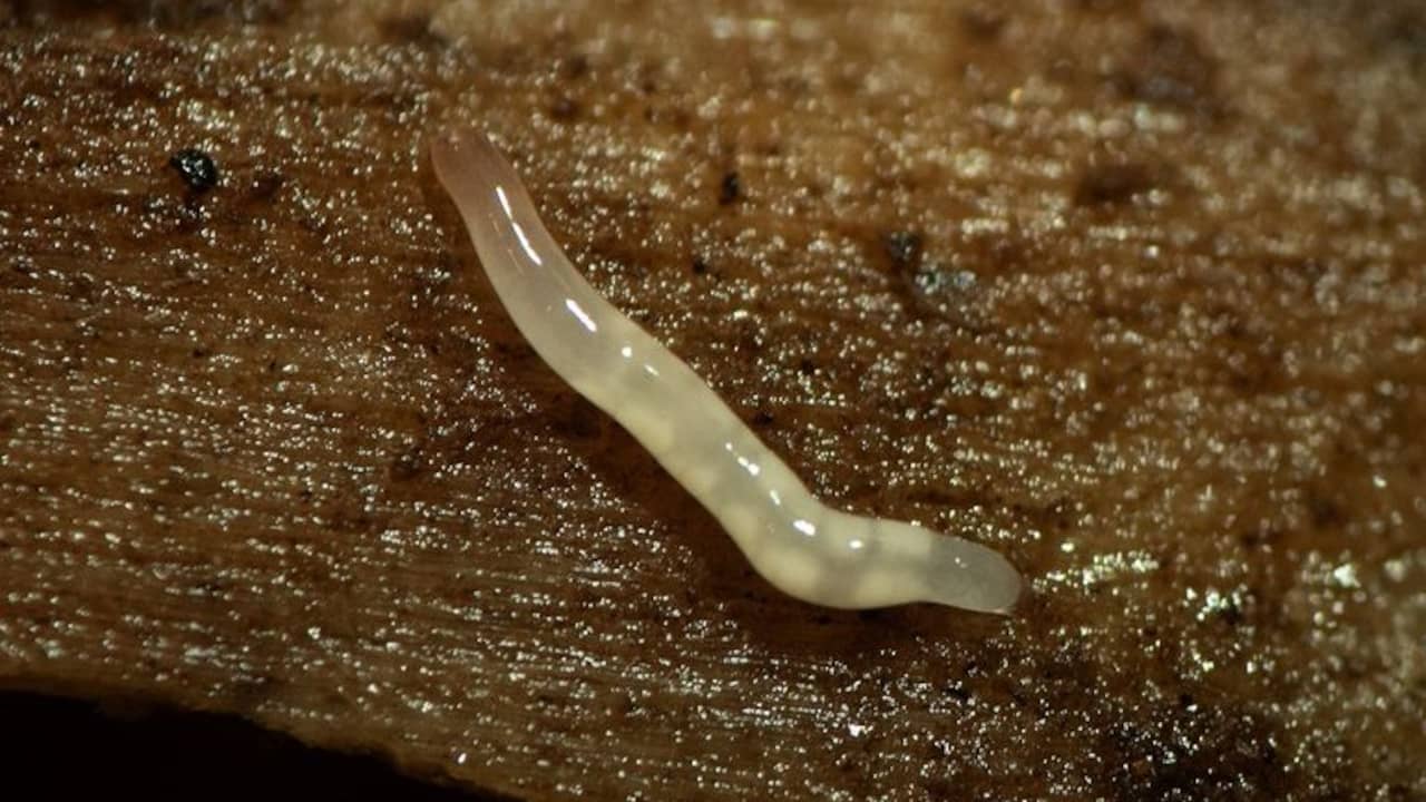 Invasive Land Cordworms Threaten Soil Fertility in Dutch Greenhouses – Nature Today Report