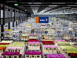 Nederlandse bloemen minder populair in Rusland