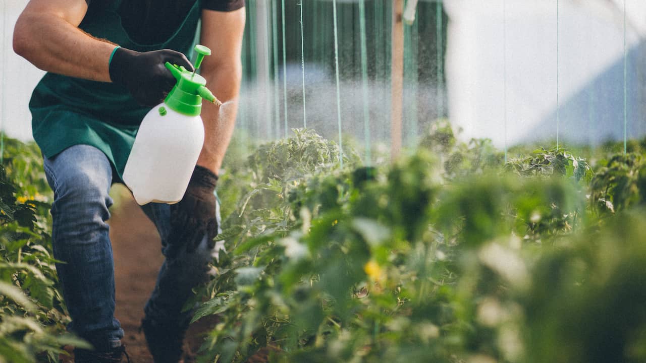 Pusat kebun mengecualikan petani yang menggunakan pestisida ilegal |  Ekonomi