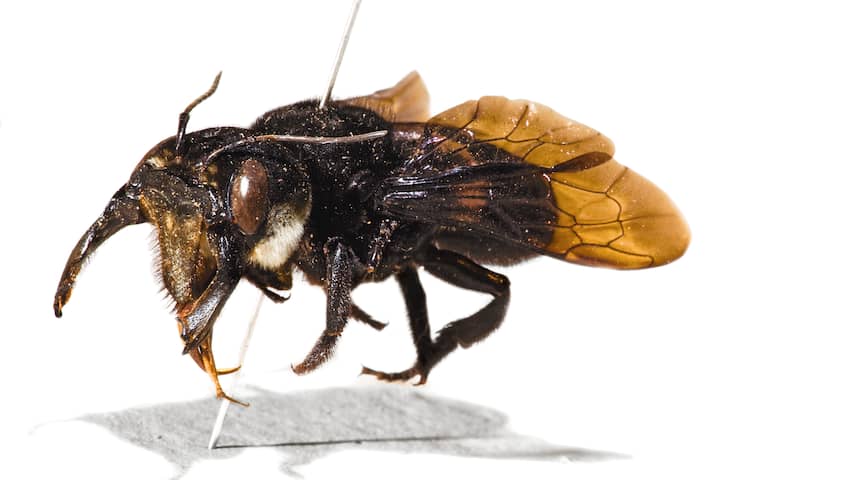 Grootste bijensoort ter wereld na 38 jaar herontdekt op eiland Indonesië