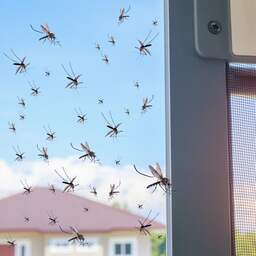 Zo houd je insecten buiten het huis