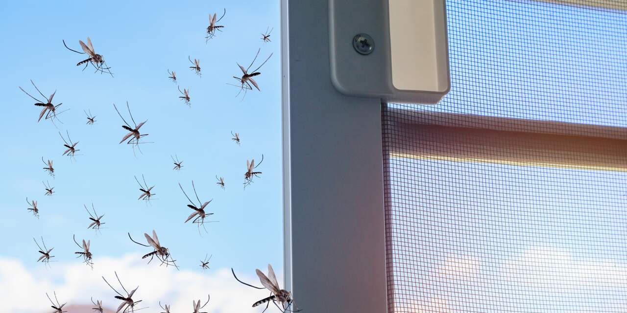 Zo houd je insecten buiten het huis