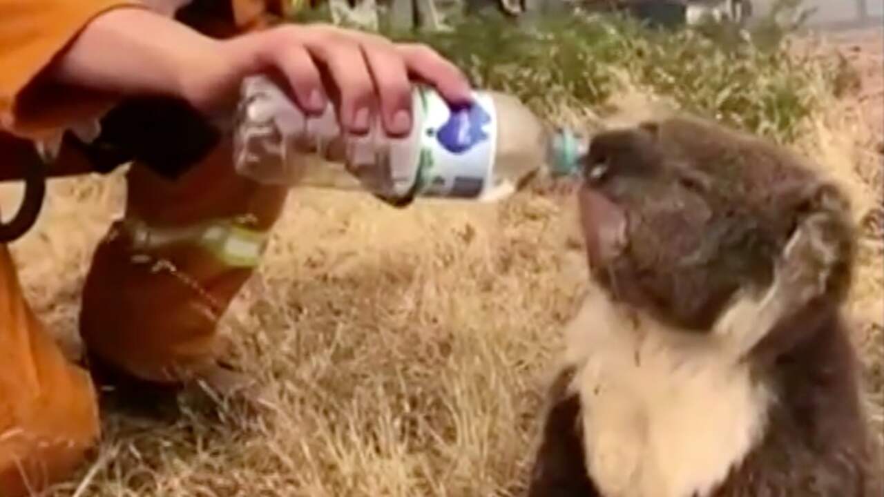 Beeld uit video: Brandweer geeft uitgedroogde koala water te midden van bosbrand