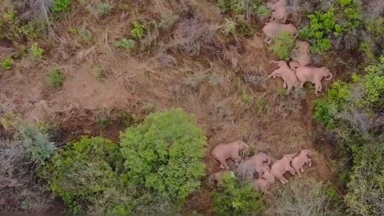 Beeld uit video: Ontsnapte olifanten in China nemen een dagje rust