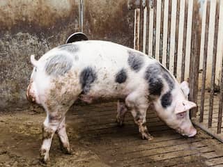 Ruim vijfhonderd varkensboeren willen zich laten uitkopen