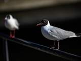 Vogelgriep heerst onder kokmeeuwen