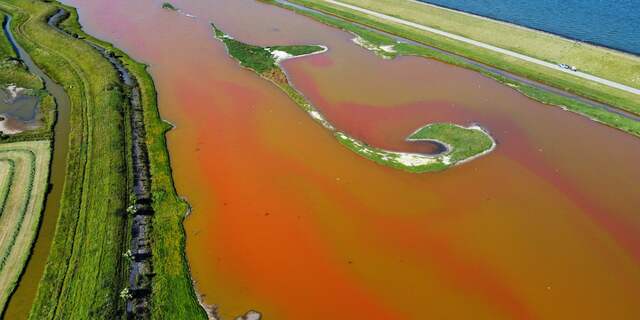 Waterplas op Texel kleurt weer roze