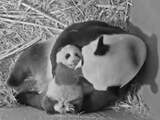 Pandababy Ouwehands Dierenpark vernoemd naar Vincent van Gogh