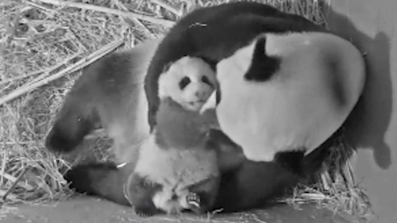 Panda baby Ouwehands Zoo named after Vincent van Gogh | NOW - World ...