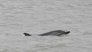 Gestreepte dolfijn gespot bij Hoek van Holland