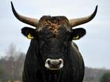 Nieuw record voor Amerikaanse beurs: langste 'bull market' ooit