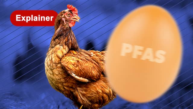 Waarschuwing voor eigen kippen: waarom er in eieren meer pfas zit