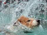 Brandweer redt in het water gesukkelde hond uit de Dommel