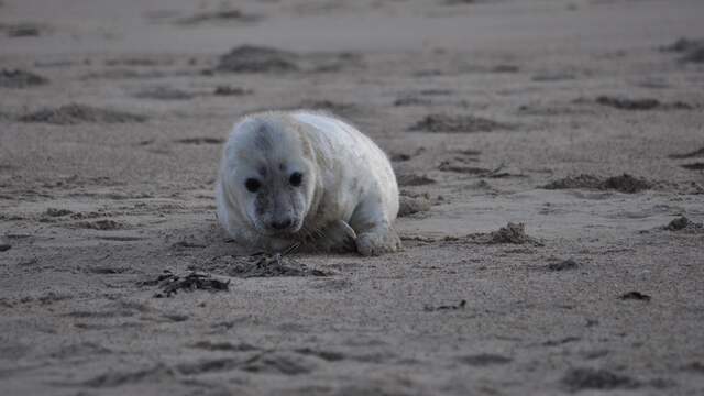 Het gaat goed met de grijze zeehond in de Waddenzee