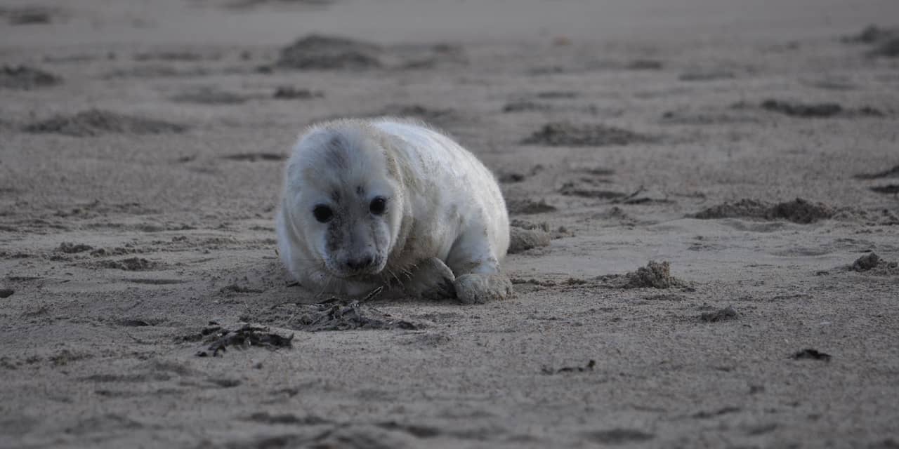 Zeehonden op de stranden: ‘Laat ze liggen en houd je hond aan de lijn’