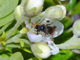 Inheemse bijen op Hawaï met uitsterven bedreigd