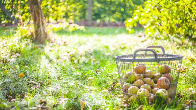 Niet iedereen heeft een moestuin of fruitbomen.