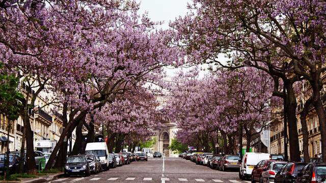 In bloei staande empressbomen aan de Avenue Carnot in Parijs.