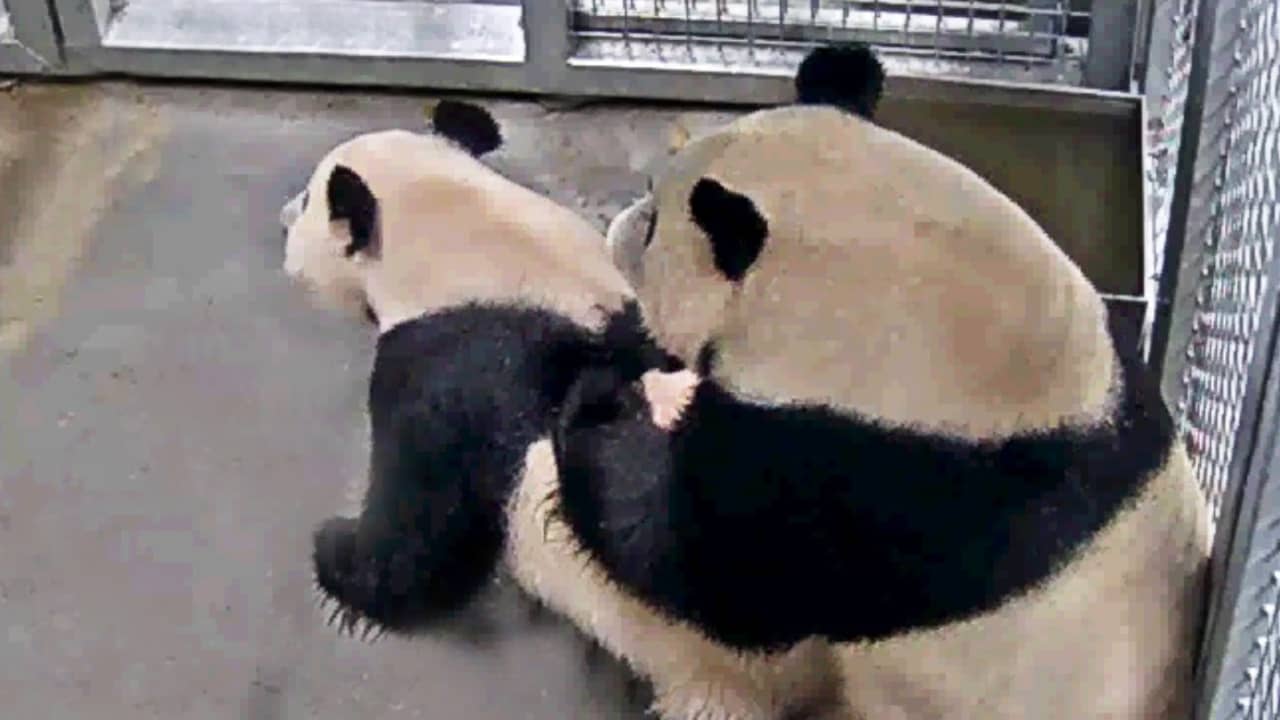 Long Awaited Mating Between Chinese Pandas In Ouwehands Zoo Rhenen