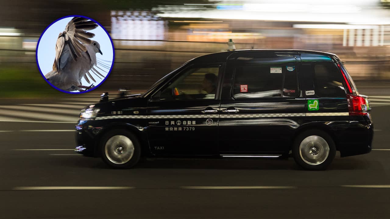 Japanese Taxi Driver Arrested for Killing Pigeon in Tokyo