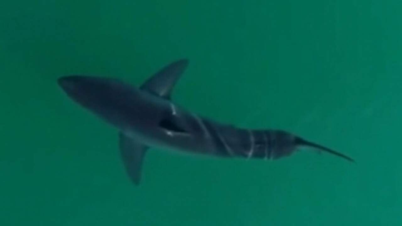 Beeld uit video: Recordaantal haaien voor Californische kust door hitterecords
