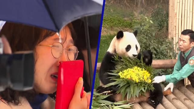 Koreanen nemen in tranen afscheid van vertrekkende panda