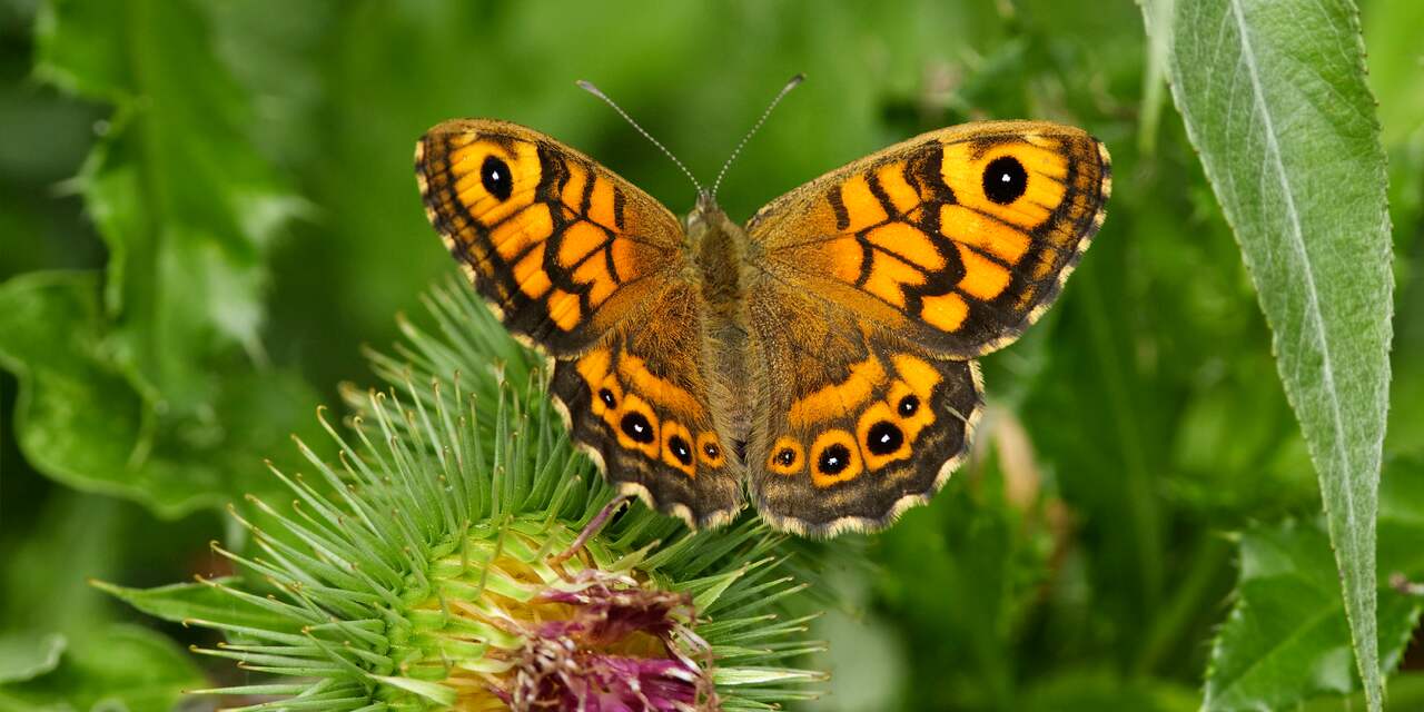 Ruim 80 procent minder vlinders in Nederland dan rond 1900