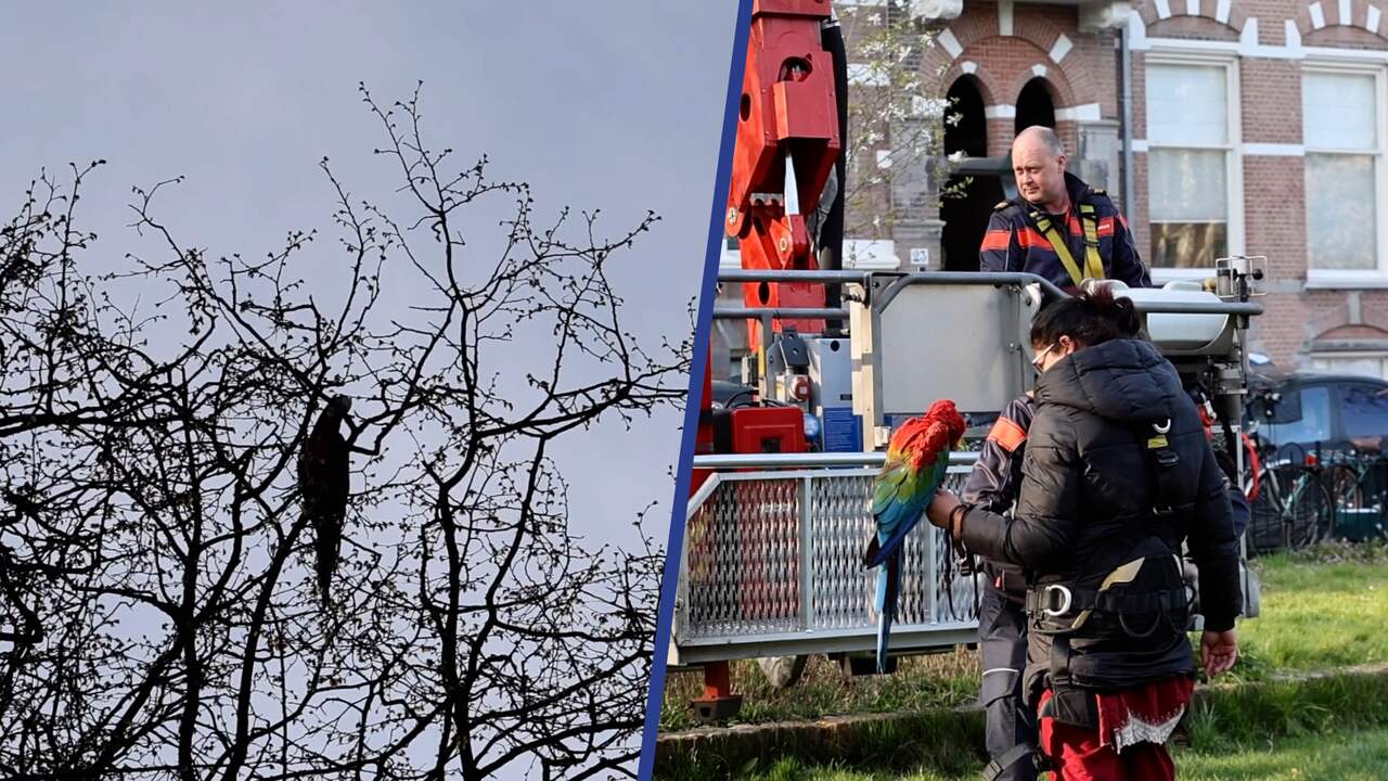 Haagse brandweer redt papegaai met hoogtevrees uit boom NU.nl