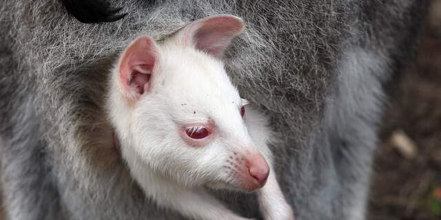 Albino Wallaby 