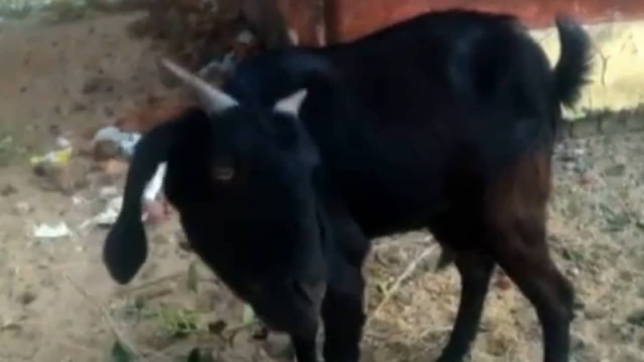 Indiase geit gearresteerd voor grazen op het gazon van een rechter