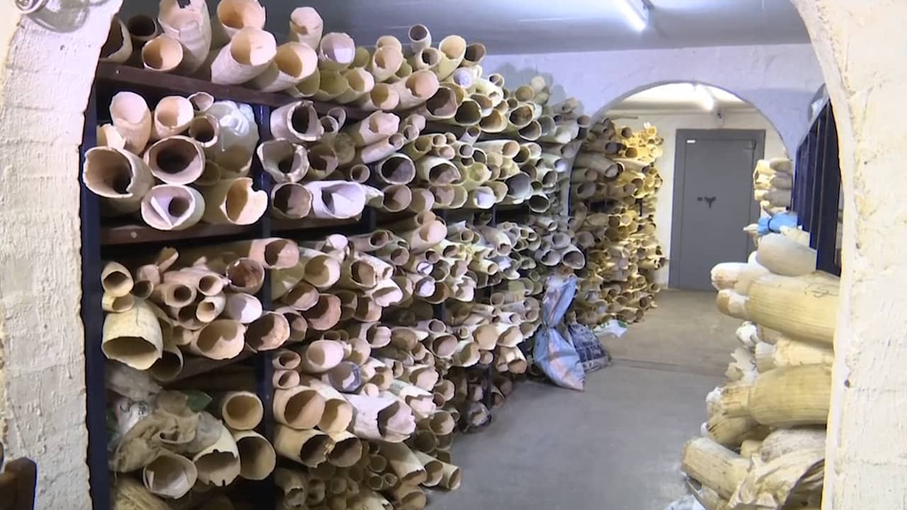 Beeld uit video: Zimbabwe wil tonnen ivoor verkopen voor olifantenbeheer